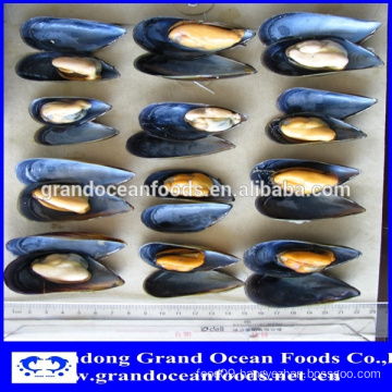 FROZEN HIGH QUALITY HALF SHELL MUSSEL